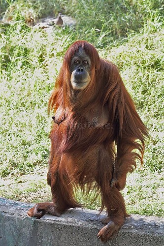 female-orangutan-standing-stares-23682276