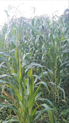 Screenshot_20250622_183934_Gallery