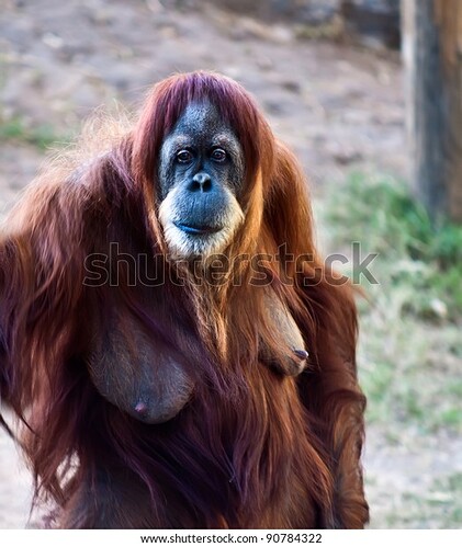 portrait-adult-female-orangutan-standing-600w-90784322